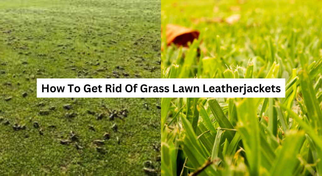 How To Get Rid Of Grass Lawn Leatherjackets