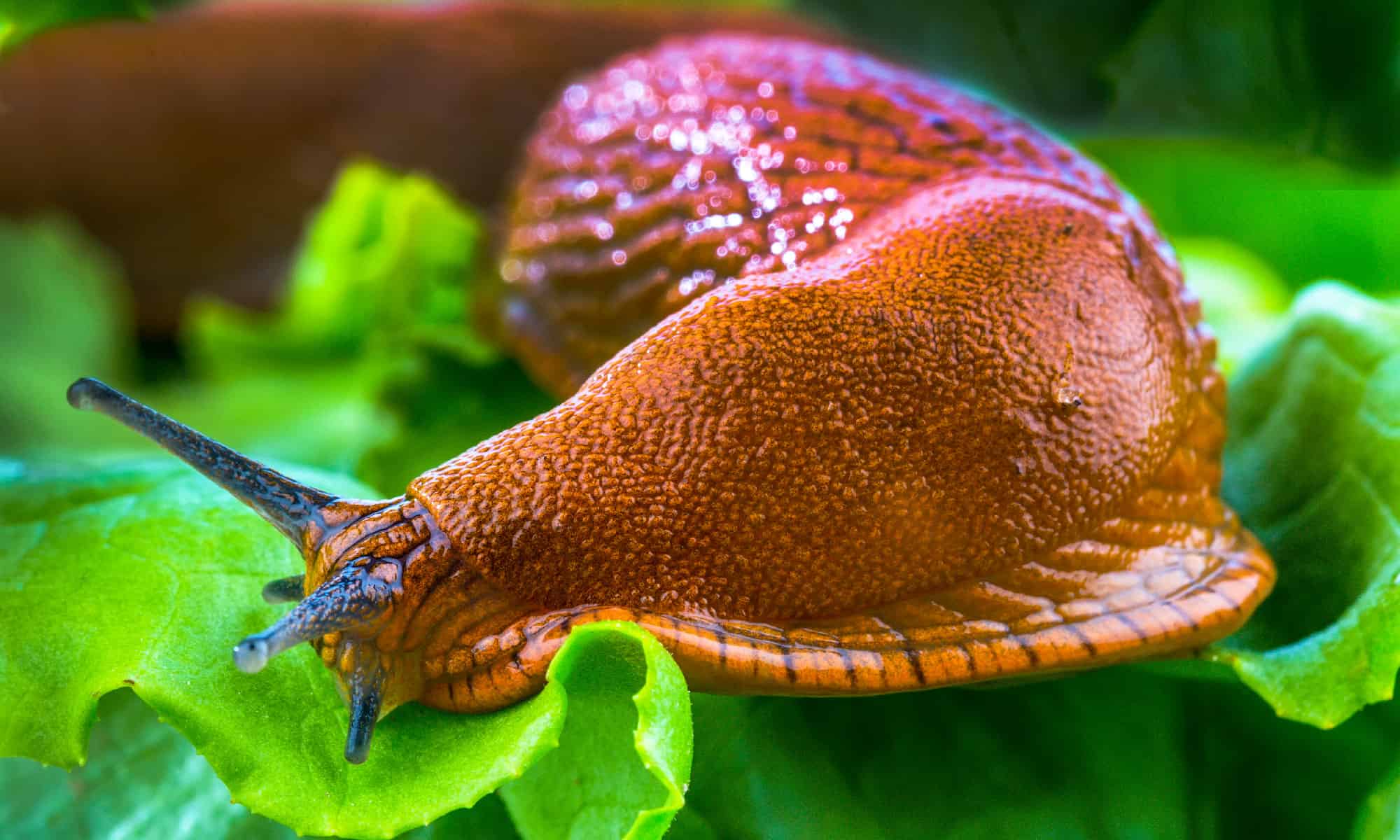 Good Slugs and Bad Slugs (+8 Ways to Get Rid of Them)