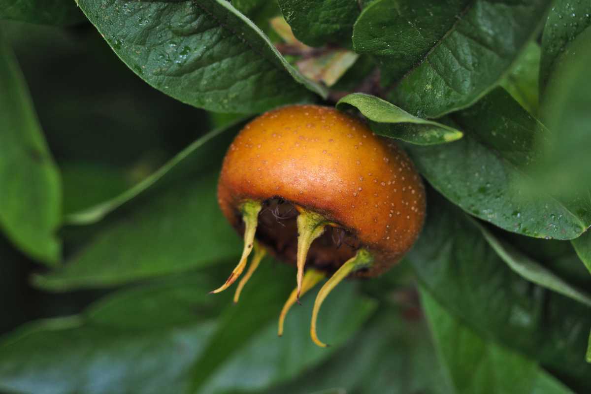 How To Grow a Healthy Medlar Fruit Tree