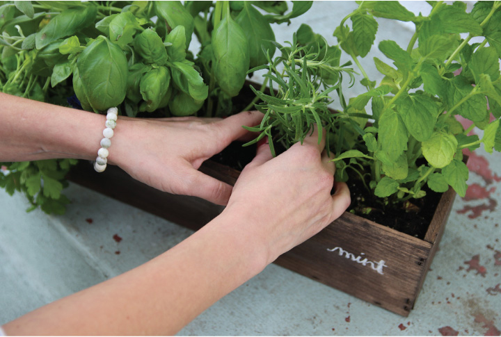 Step By Step Guide To Grow a Windowsill Herb Garden