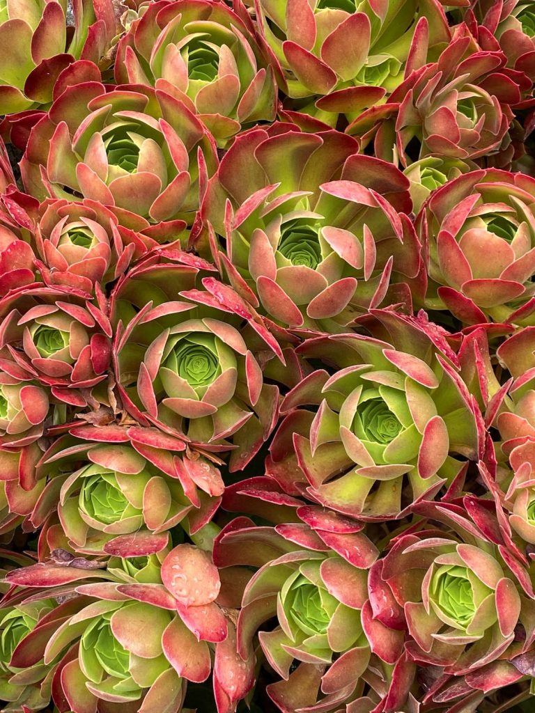 How To Grow Aeonium 'Tree Houseleeks