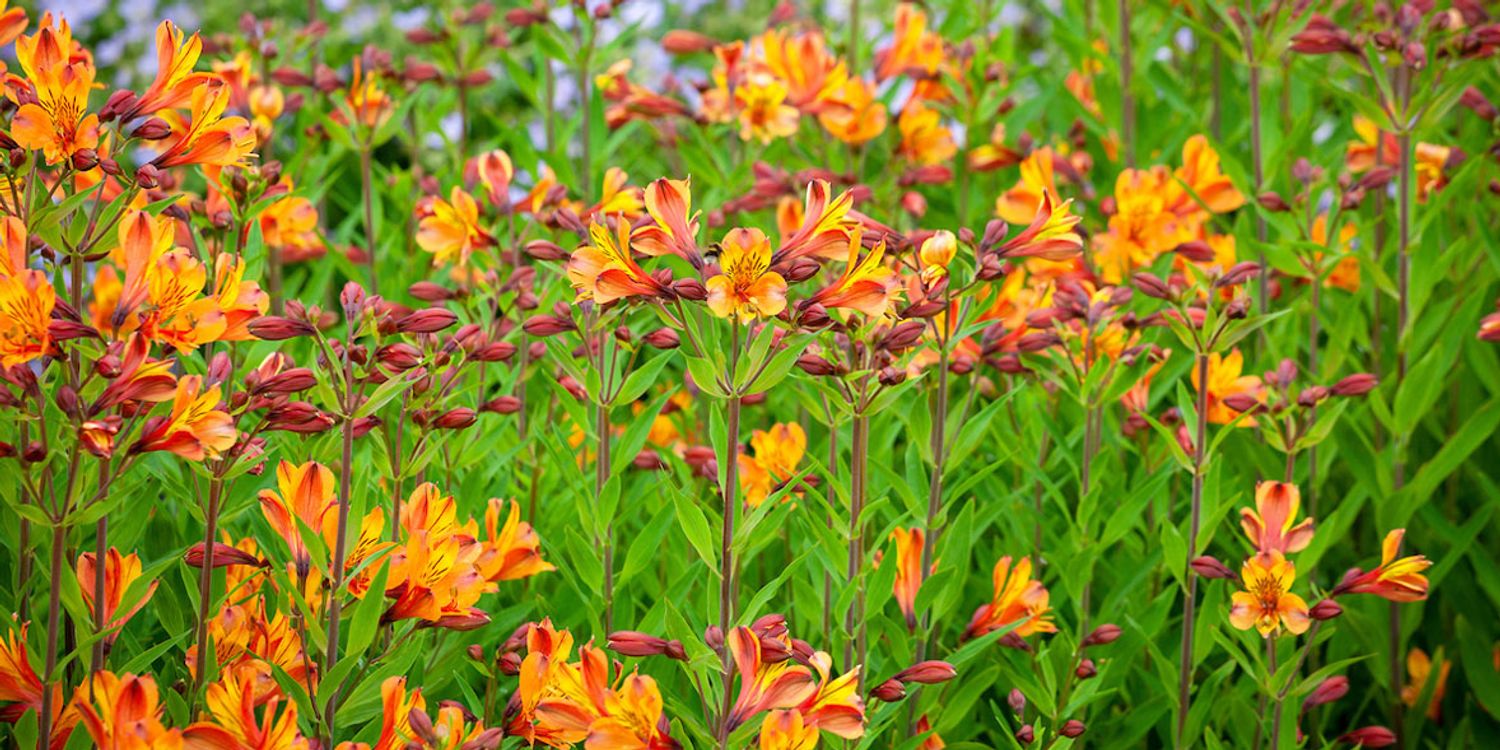 The Ultimate Guide to Growing Alstroemeria in Pots