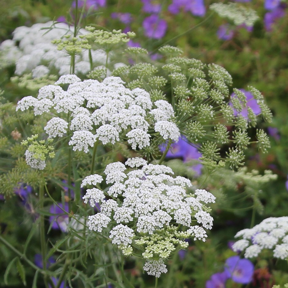 Growing Ammi Majus from Seed: A Quick Guide for Beginners