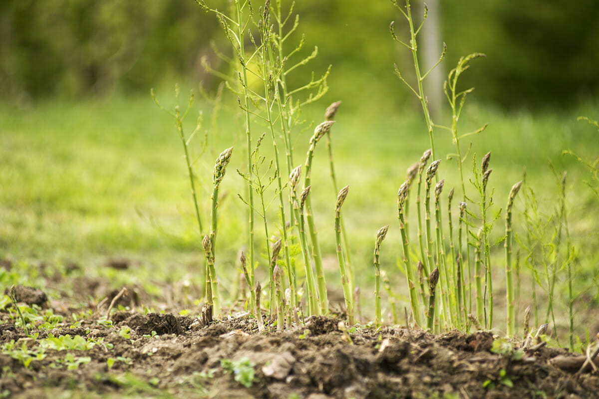 Step-By-Step Guide on How to Grow Asparagus [UK]