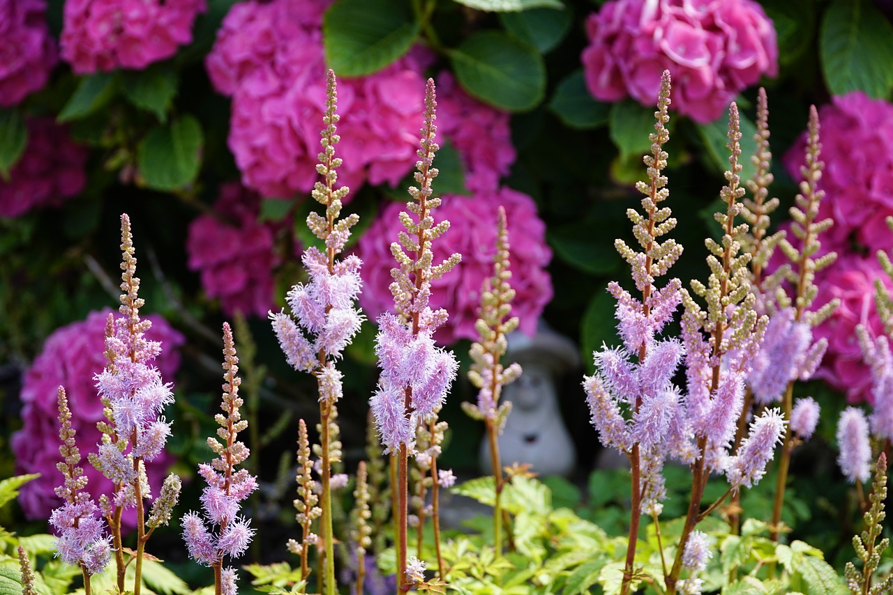 How to Grow Astilbe from Seed & Maintain It in 10 Simple Steps!