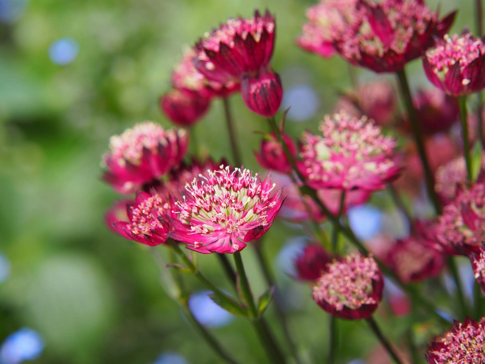 A Complete Guide to Grow and Care for Astrantia ‘Masterworts’