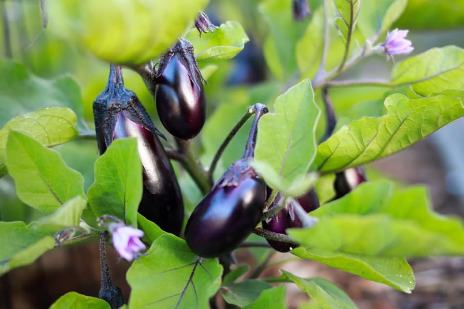 How To Grow Aubergine Plants