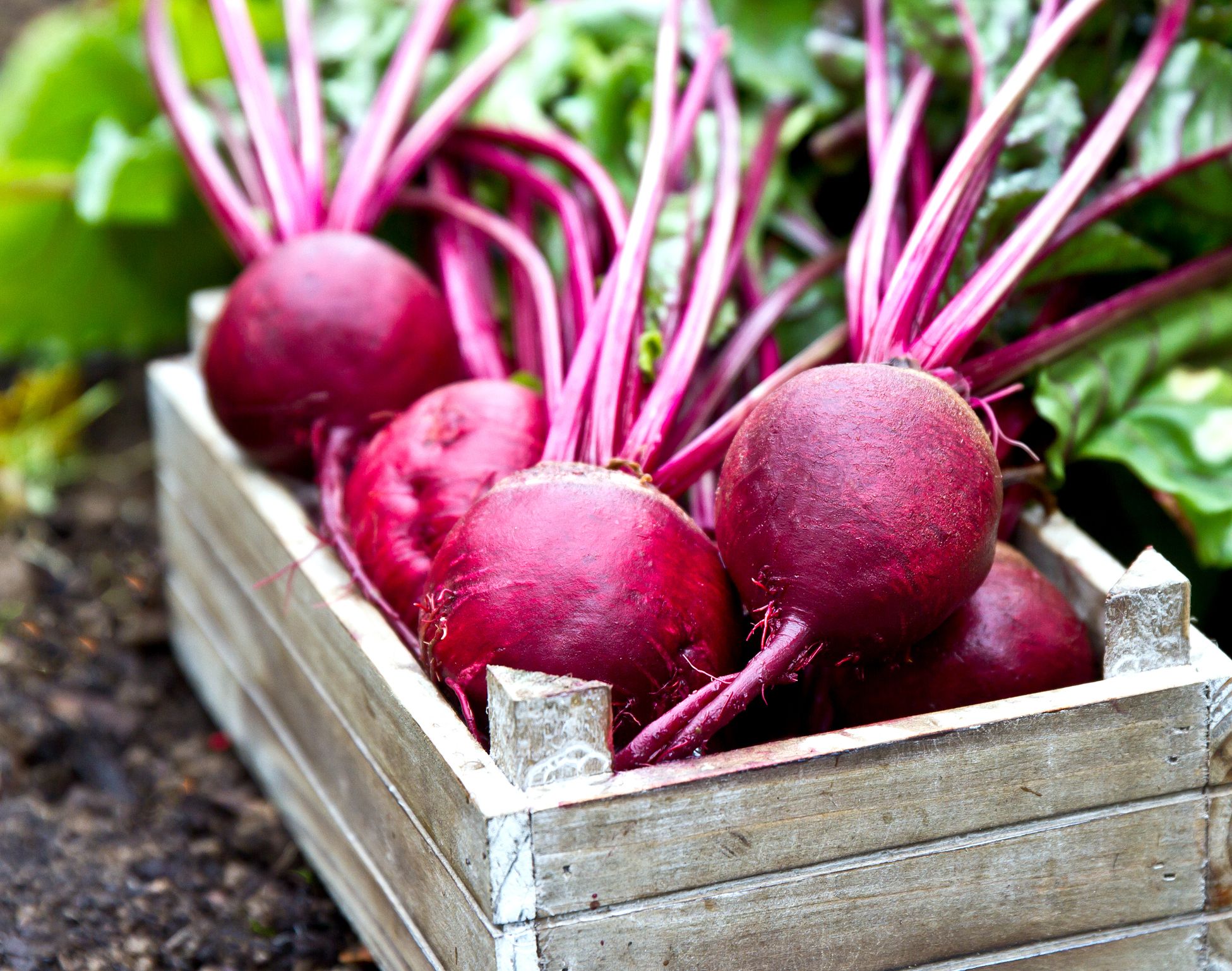 How and When To Grow Beetroot From Seed