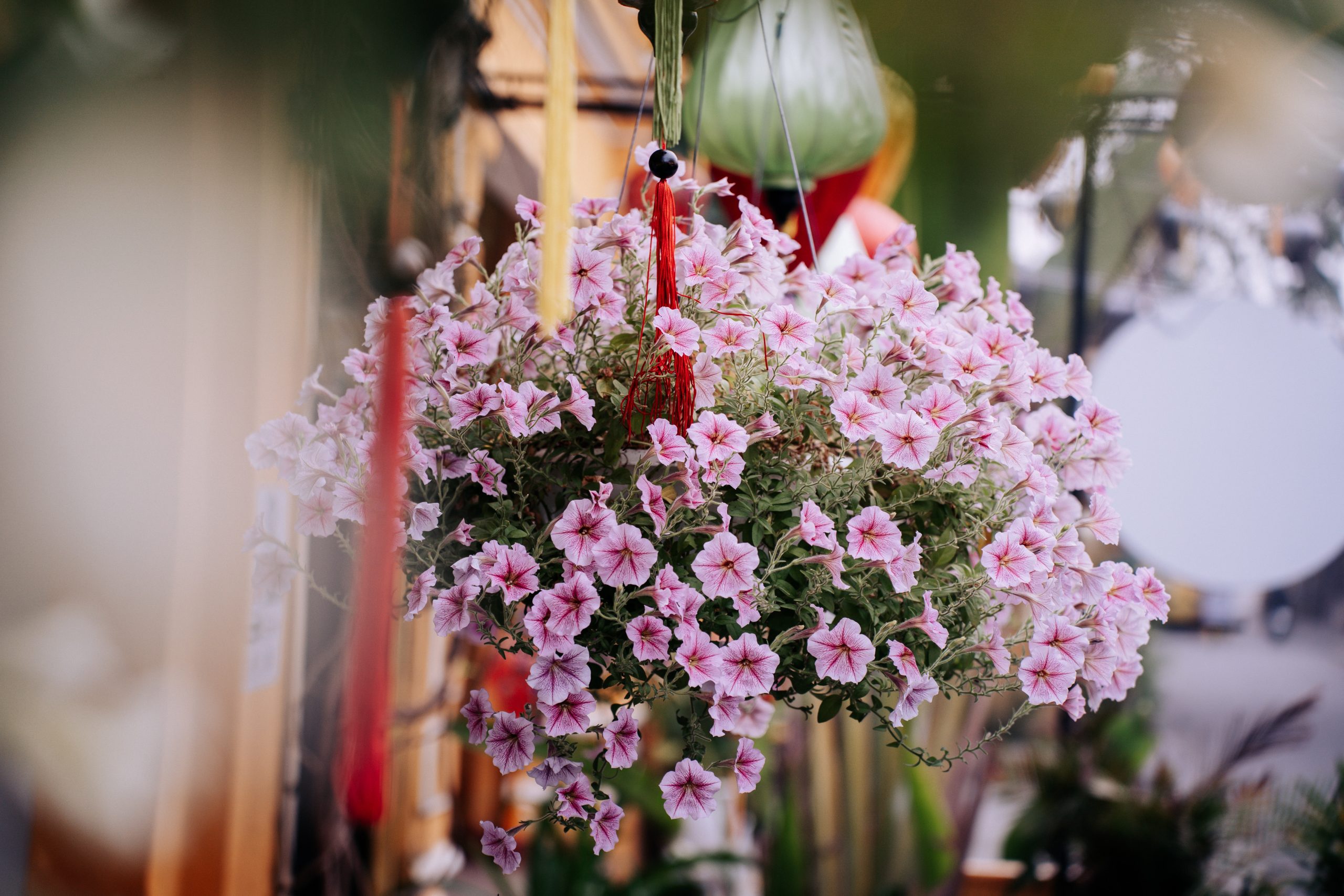 Begonia Gardening: What is the Right Number of Tubers for a Hanging Basket?