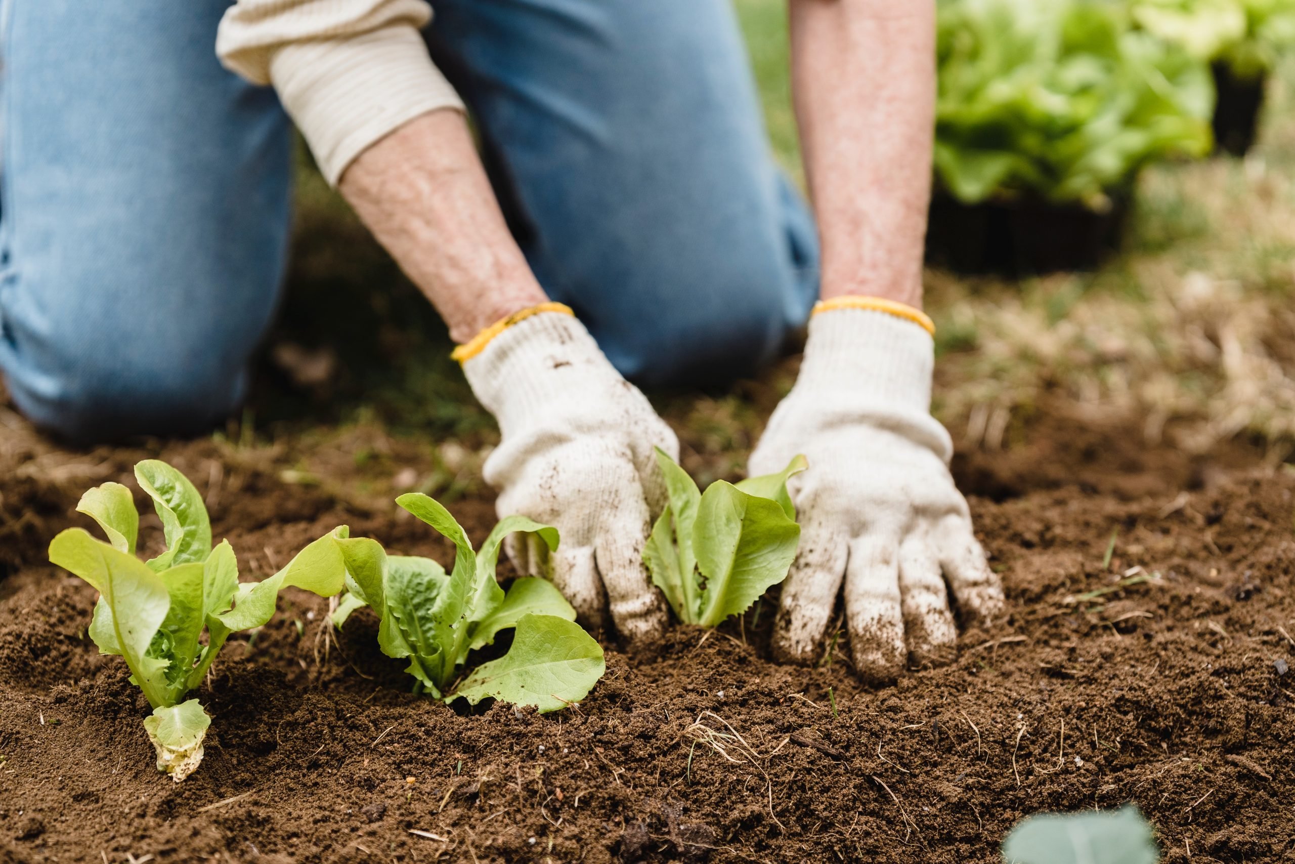 When and How to Grow Broad Beans [UK]