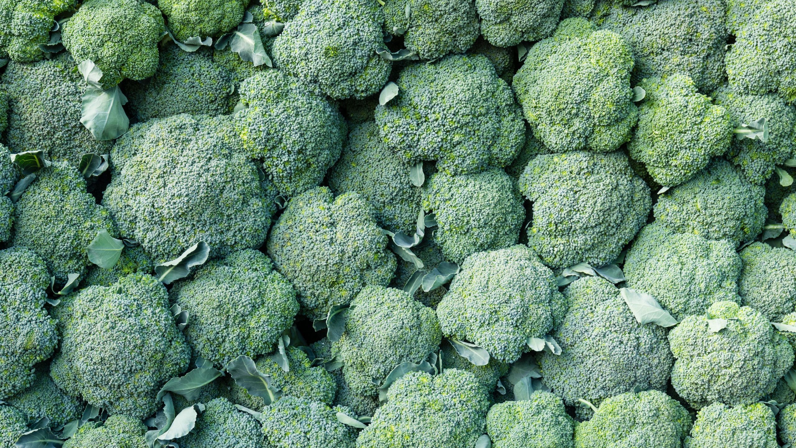 A Complete Guide to Growing ‘Calabrese’ Broccoli in your Garden