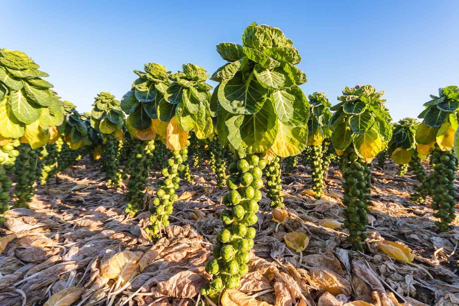 How To Plant, Grow, and Care For Brussels Sprouts [UK]