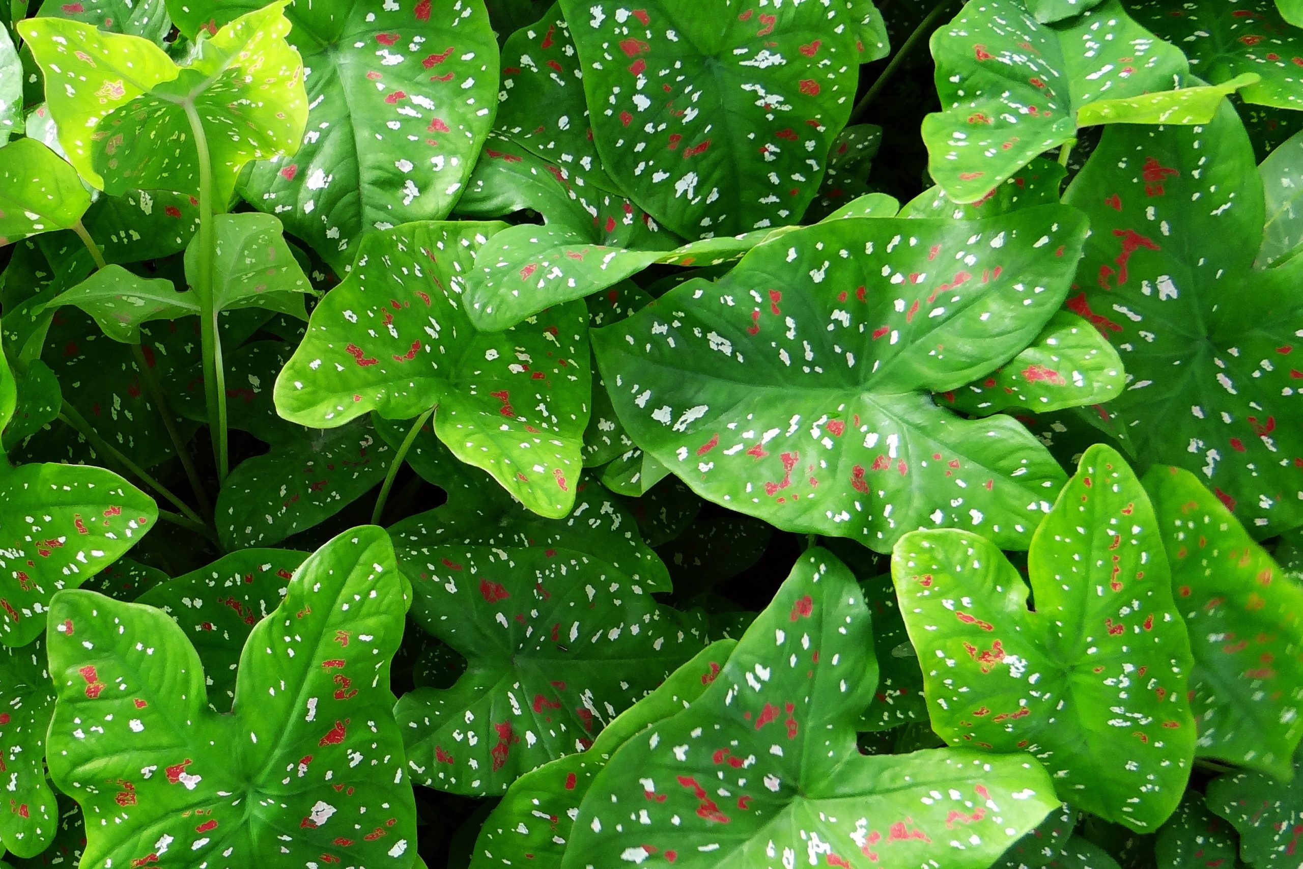 Top 8 Tips for Growing Lush Caladium Houseplants