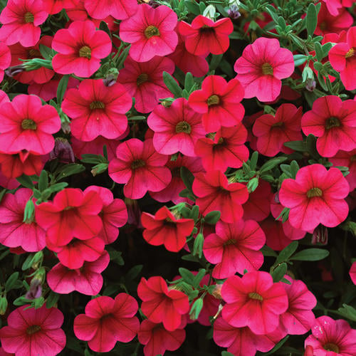 Tips for Growing and Caring for Calibrachoa ‘Million Bells’