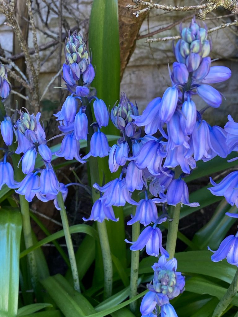 How To Grow Campanula 'Bellflower'