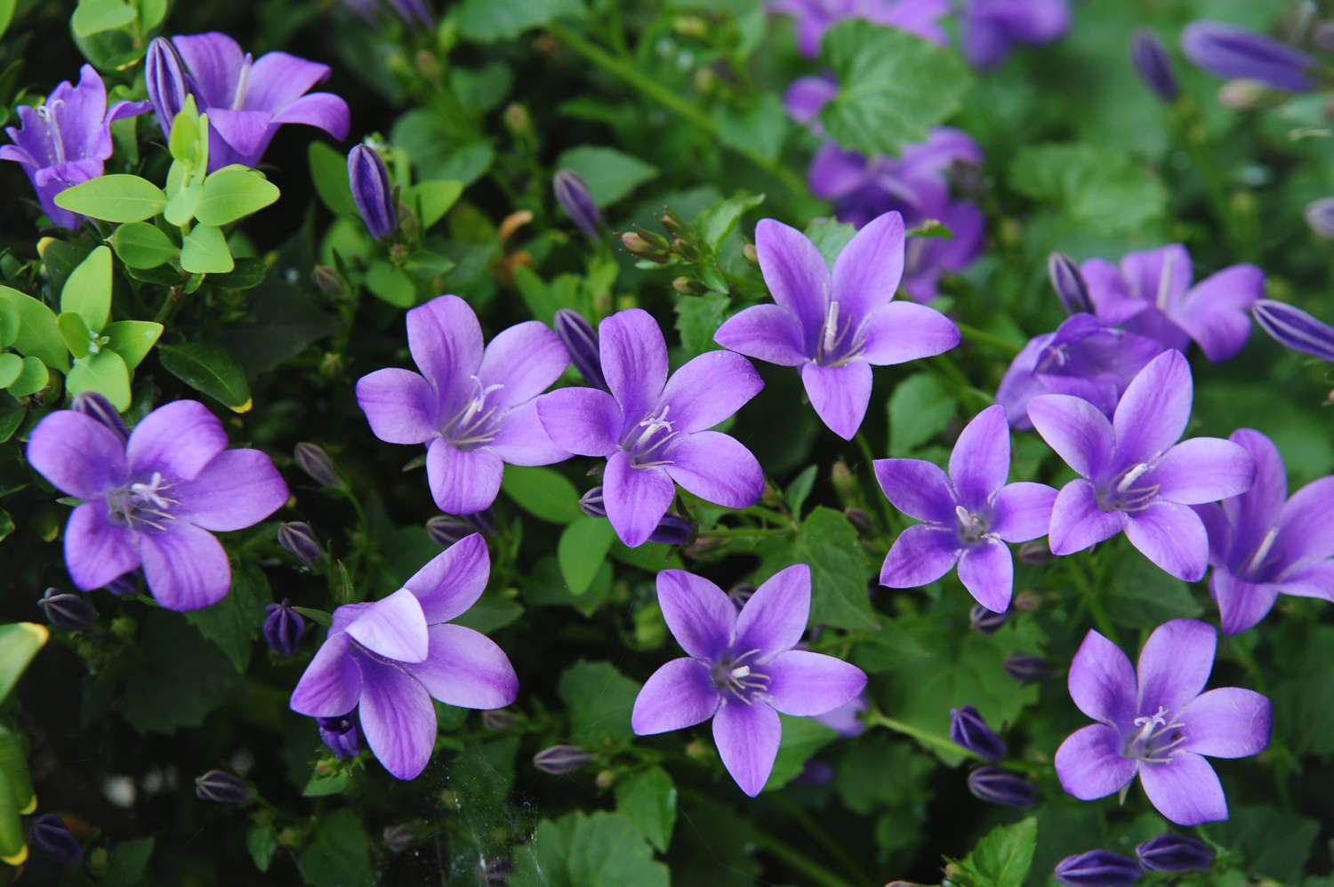 Grow Beautiful Campanula From Seed: A Step-by-Step Guide