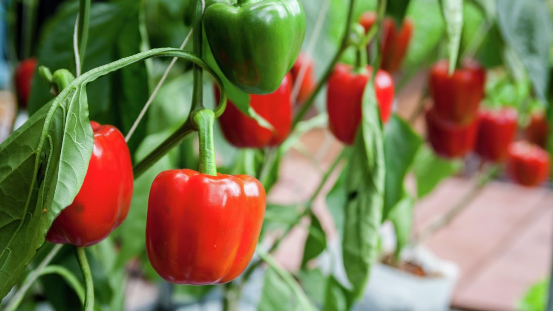 How to Grow Capsicum Pepper or Sweet Bell Pepper in Your Garden