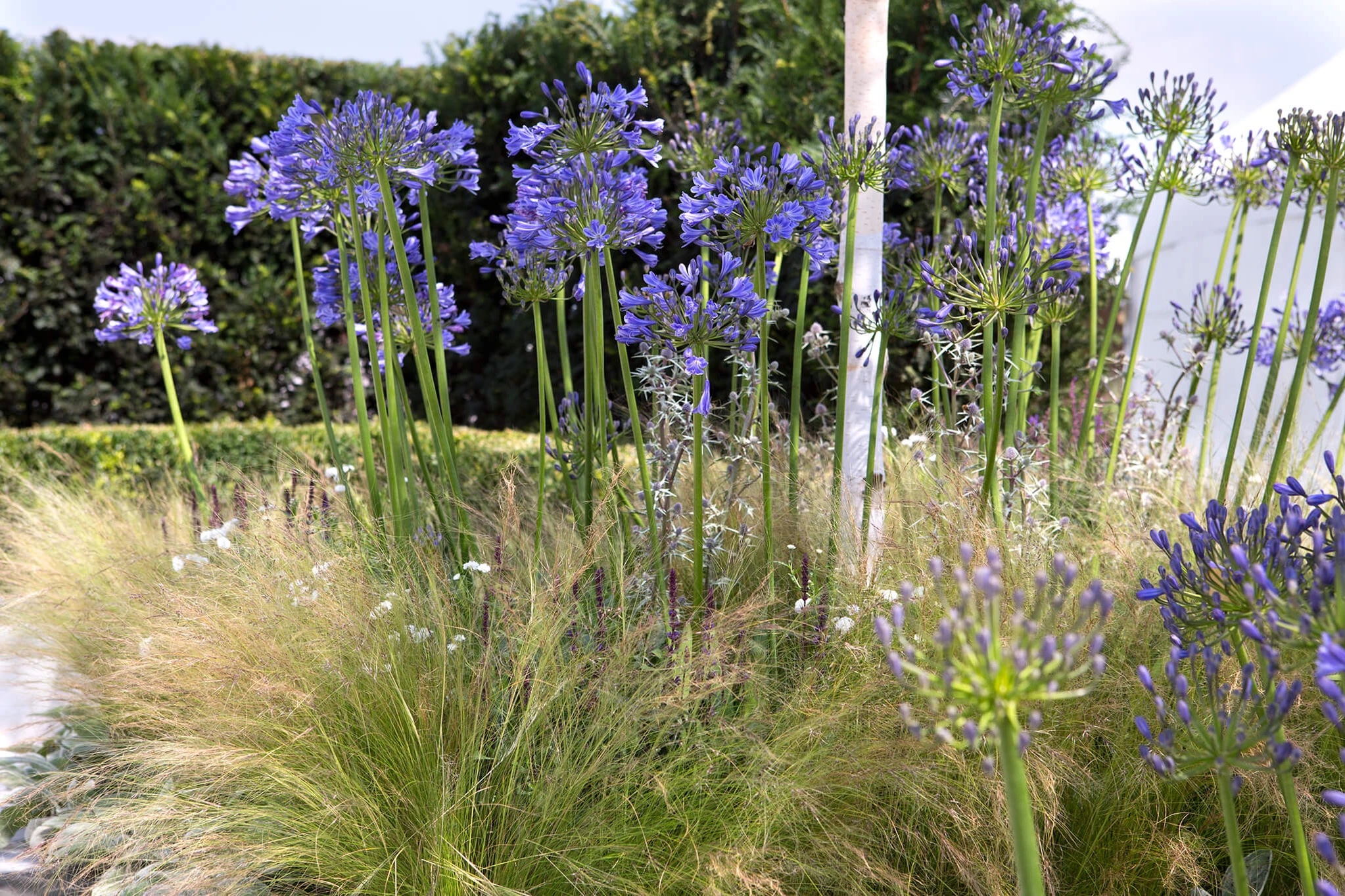 Timing of Agapanthus Flowering: Growing & Caring Guide