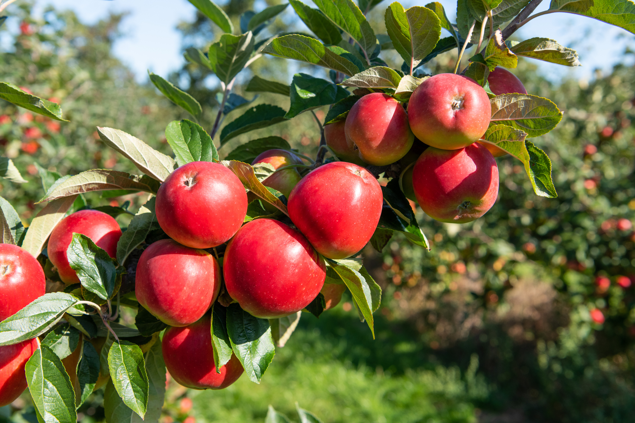 Apple Tree Care 101: The Essential Guide to Growing Apple Trees