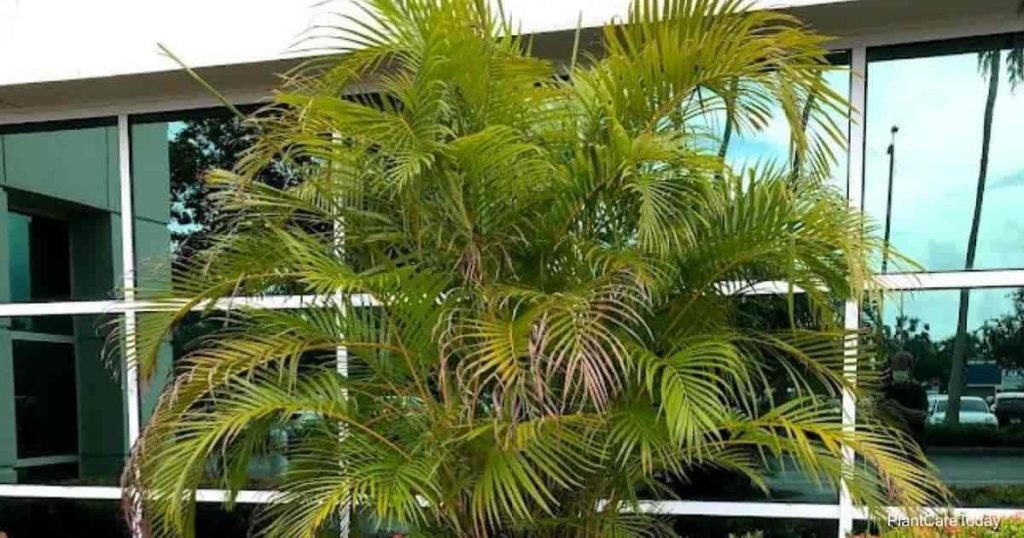 How To Grow & Care For Areca Palm Houseplants