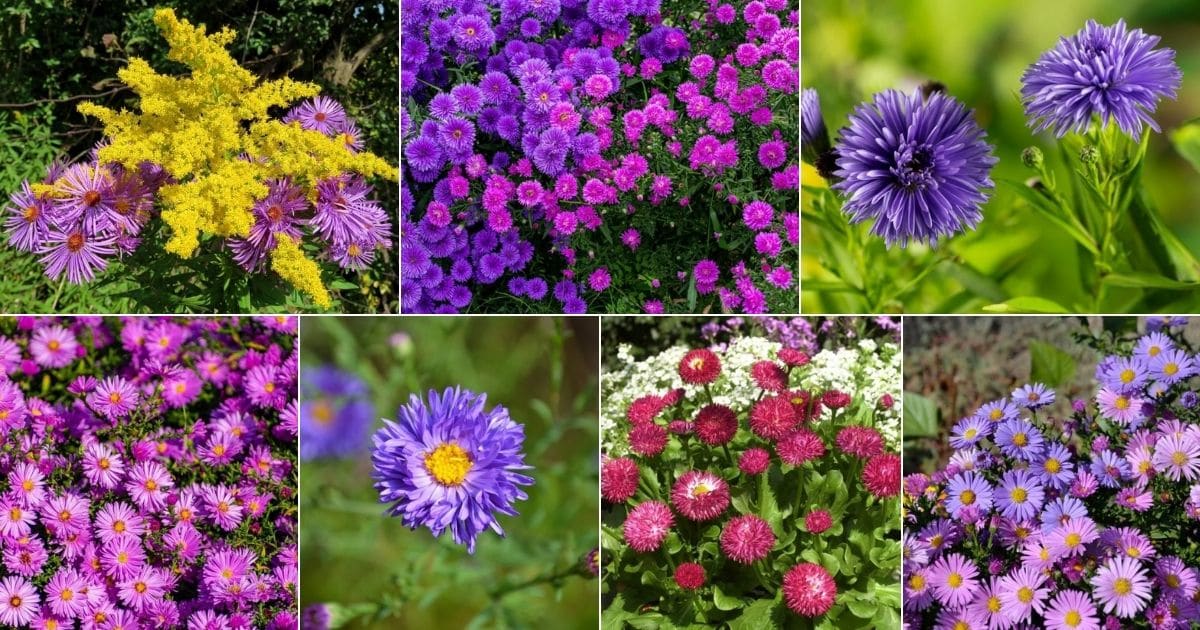 A Step-by-Step Guide to Growing and Caring for Gorgeous Asters