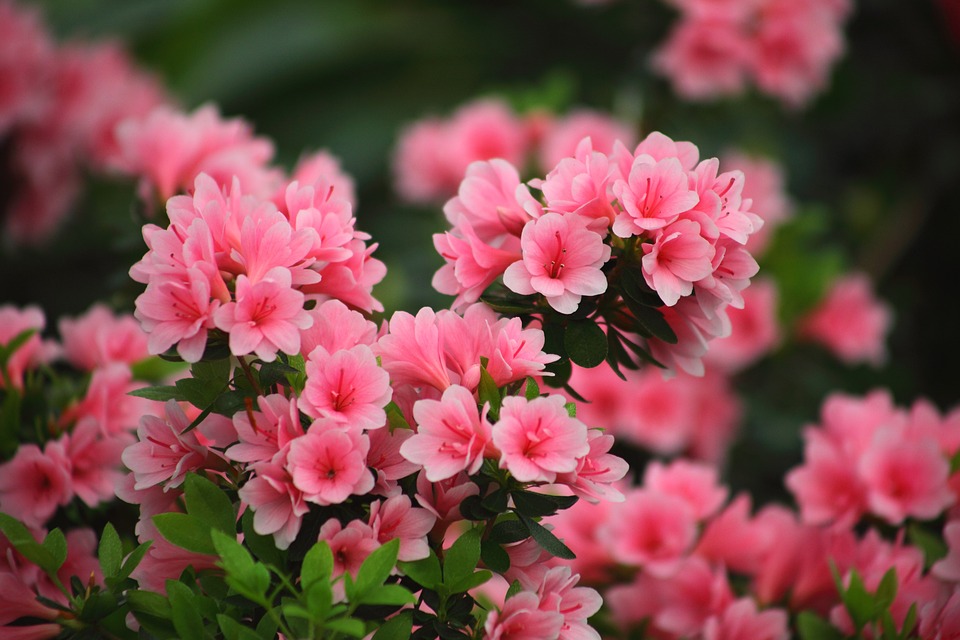 Tips for Growing Azaleas in the Garden with Proper Care