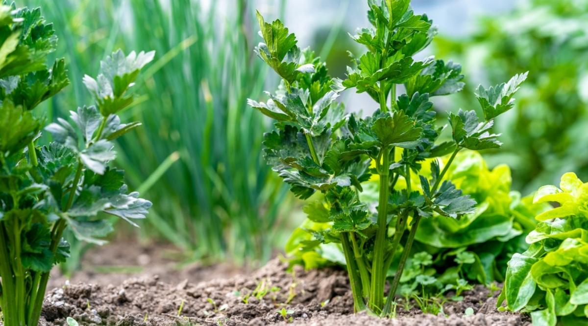 Grow and Care for Celery Plants with these Proven Techniques