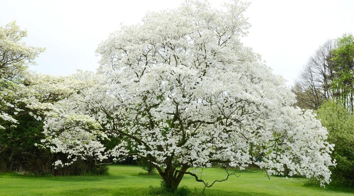 The Ultimate Dogwood Guide: Tips for a Flourishing Dogwood Plant