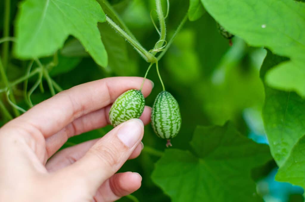 Ultimate Guide To Growing And Caring For Cucamelon Plants