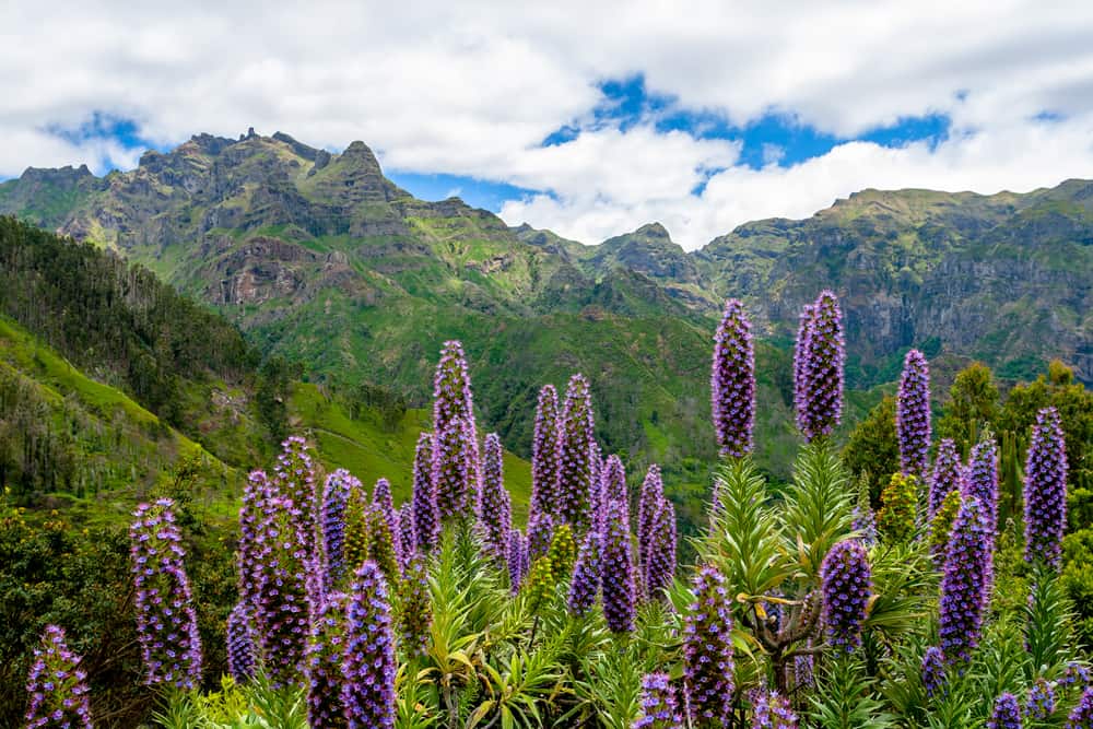 Step-by-Step Guide: Growing and Caring for Echium ‘Bugloss’