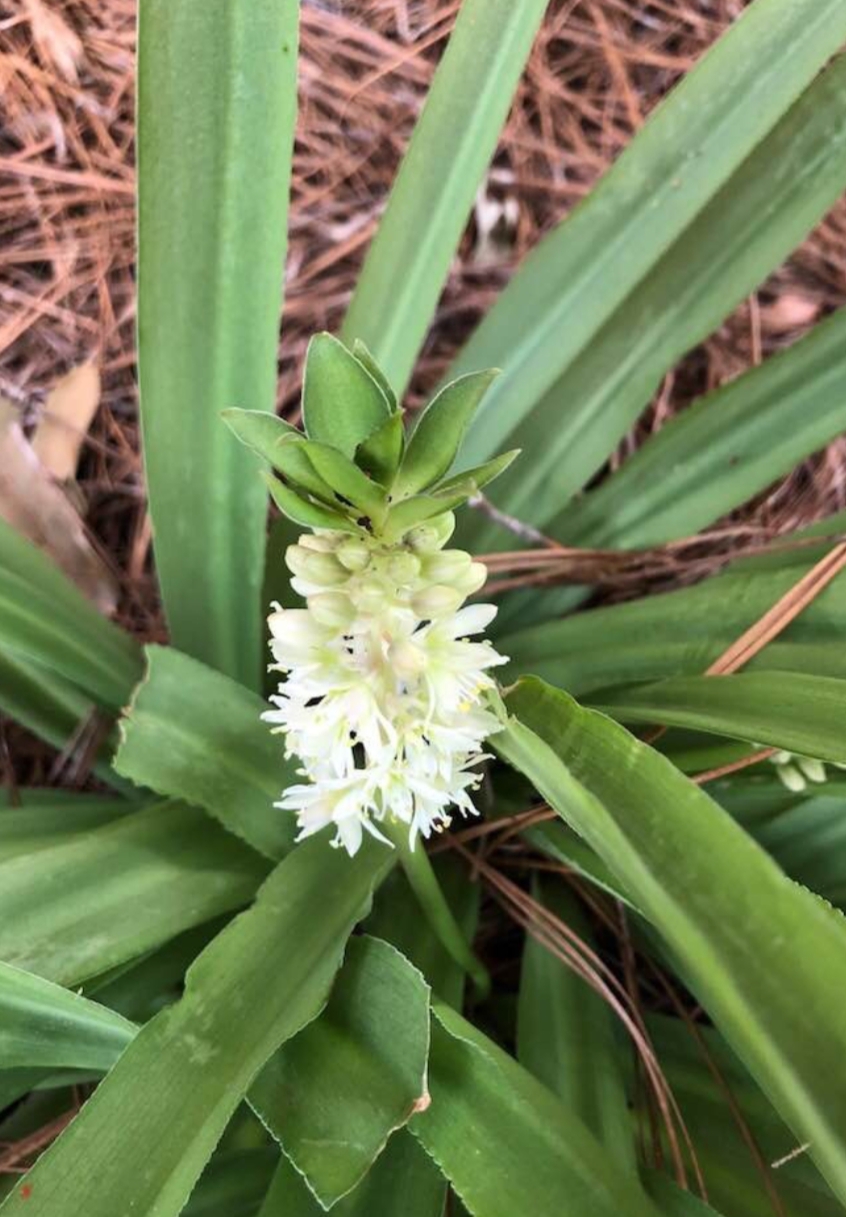 Essential Tips for Growing & Caring For Eucomis ‘Pineapple Lilies’