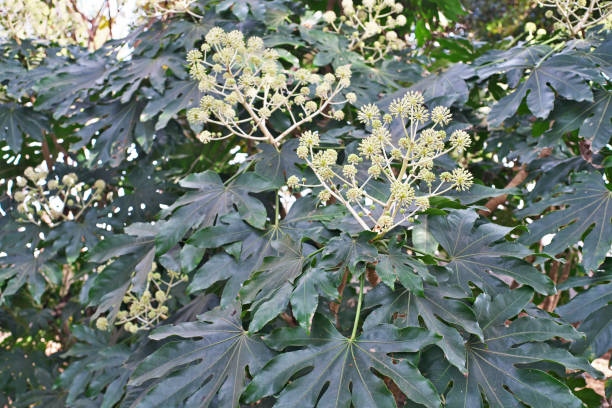 How to Grow & Care for Your Fatsia Japonica Shrub: A Complete Guide