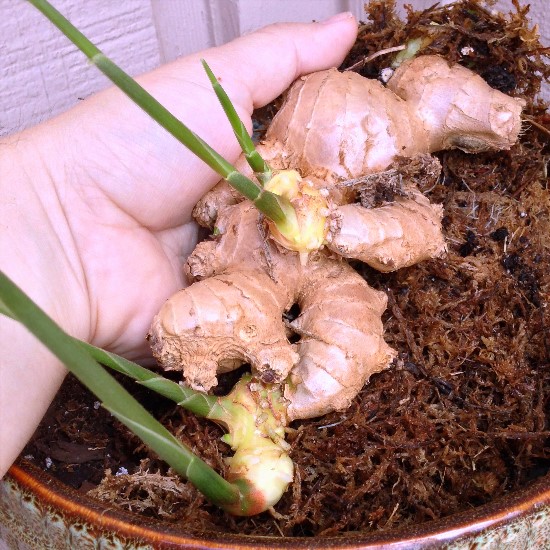 6 Tips on How to Grow Ginger Better in the UK