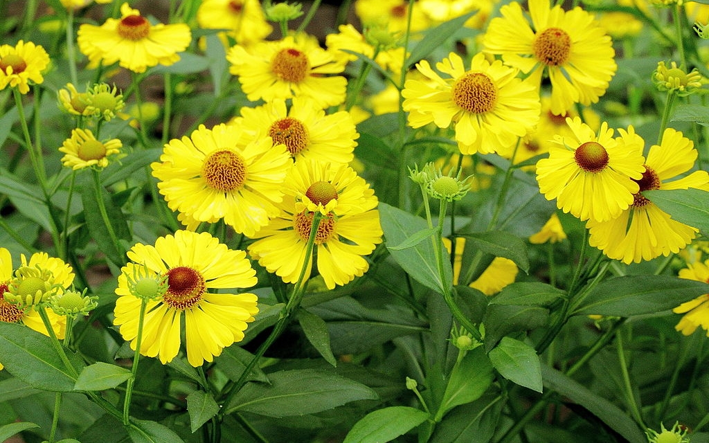 Heleniums Care and Growing Strategies [A Beginner’s Guide]