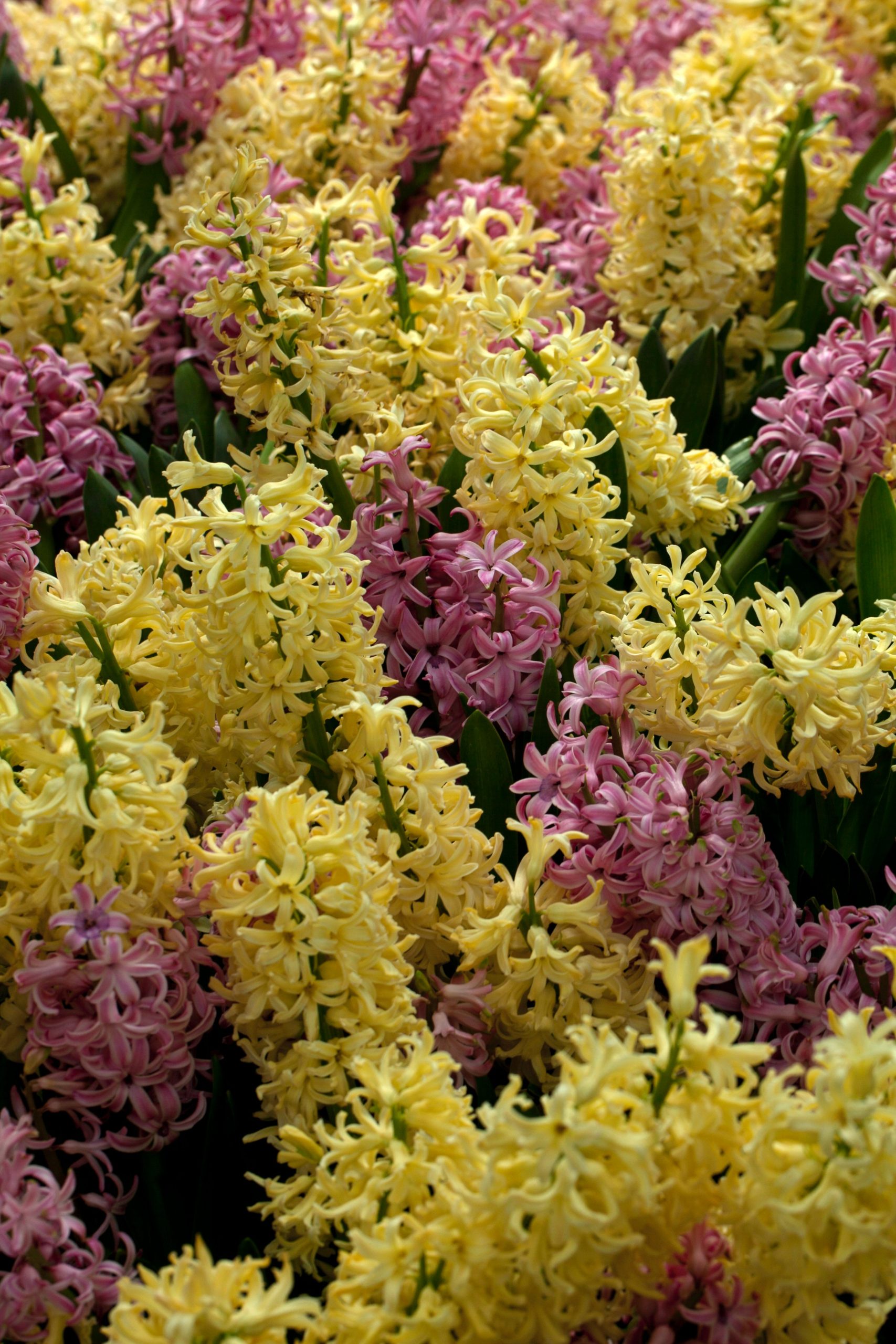 Learn How To Grow & Care For Hyacinth Plants