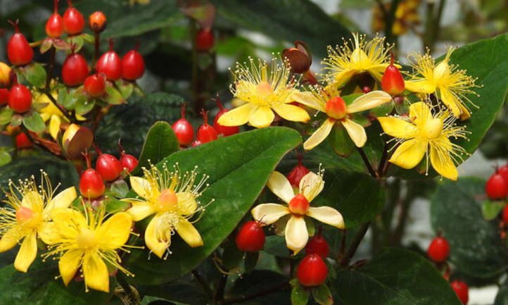 Easy Ways to Grow and Care for St John’s Wort Plant