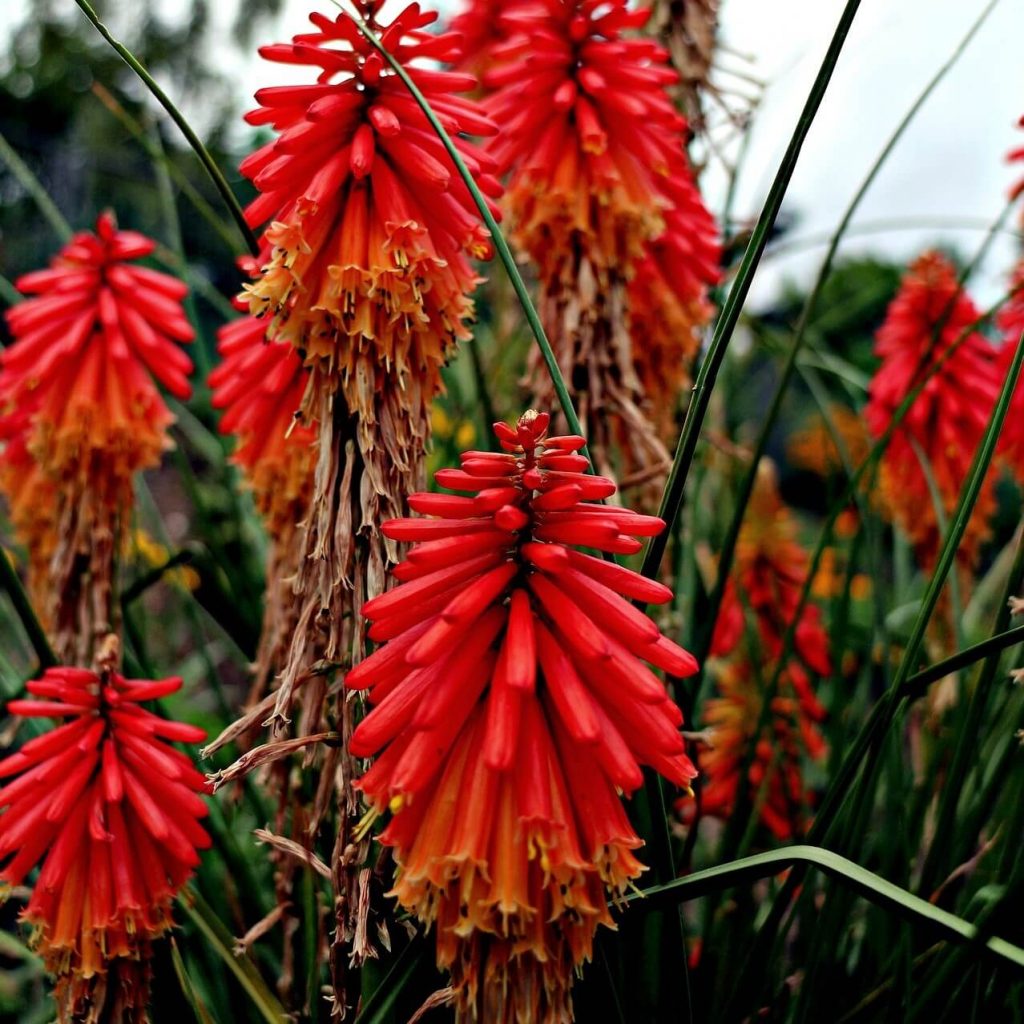 How To Grow & Care For Kniphofia 'Red Hot Poker'