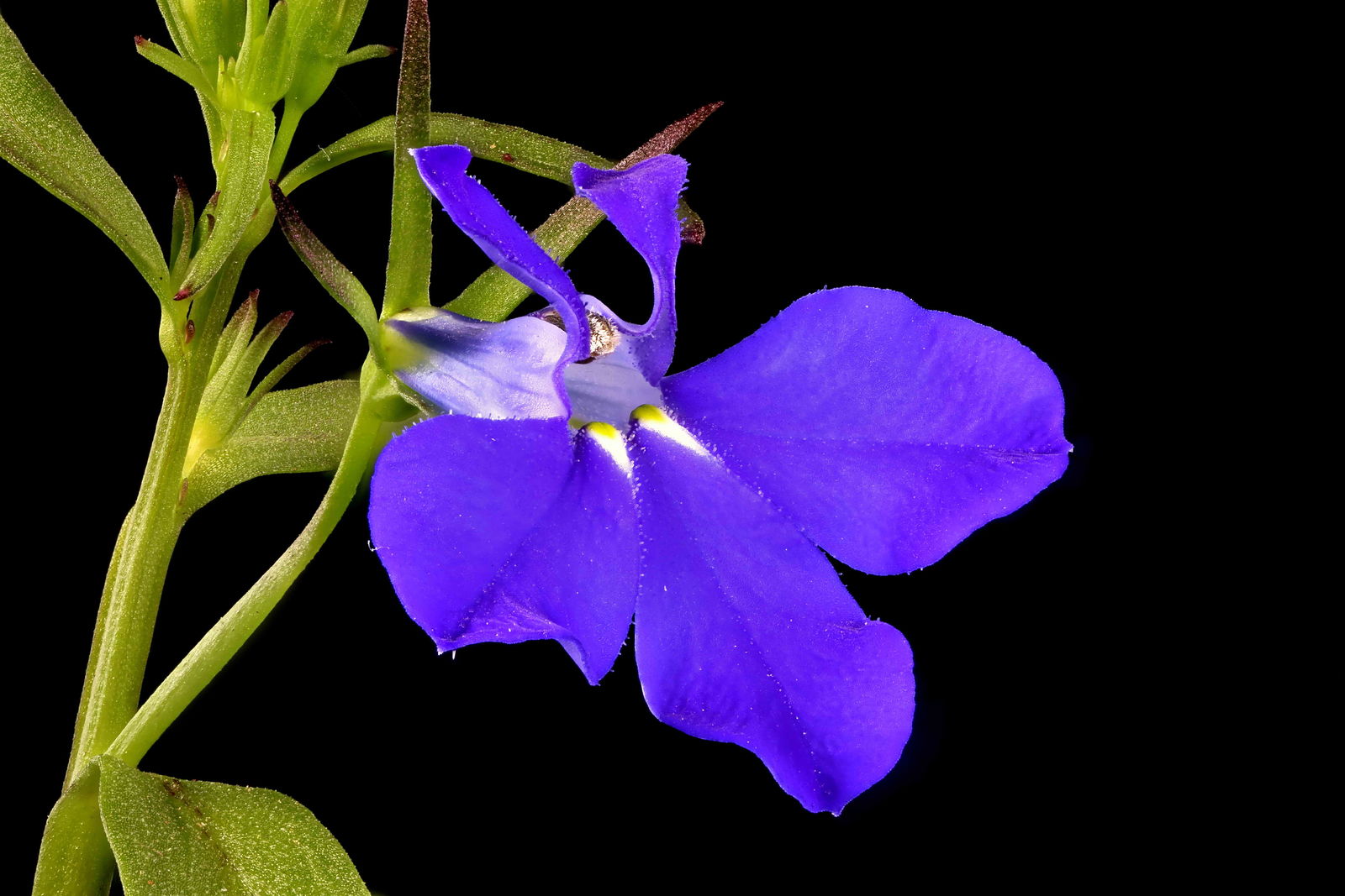 How To Grow Beautiful Lobelia: Tips and Tricks for Care