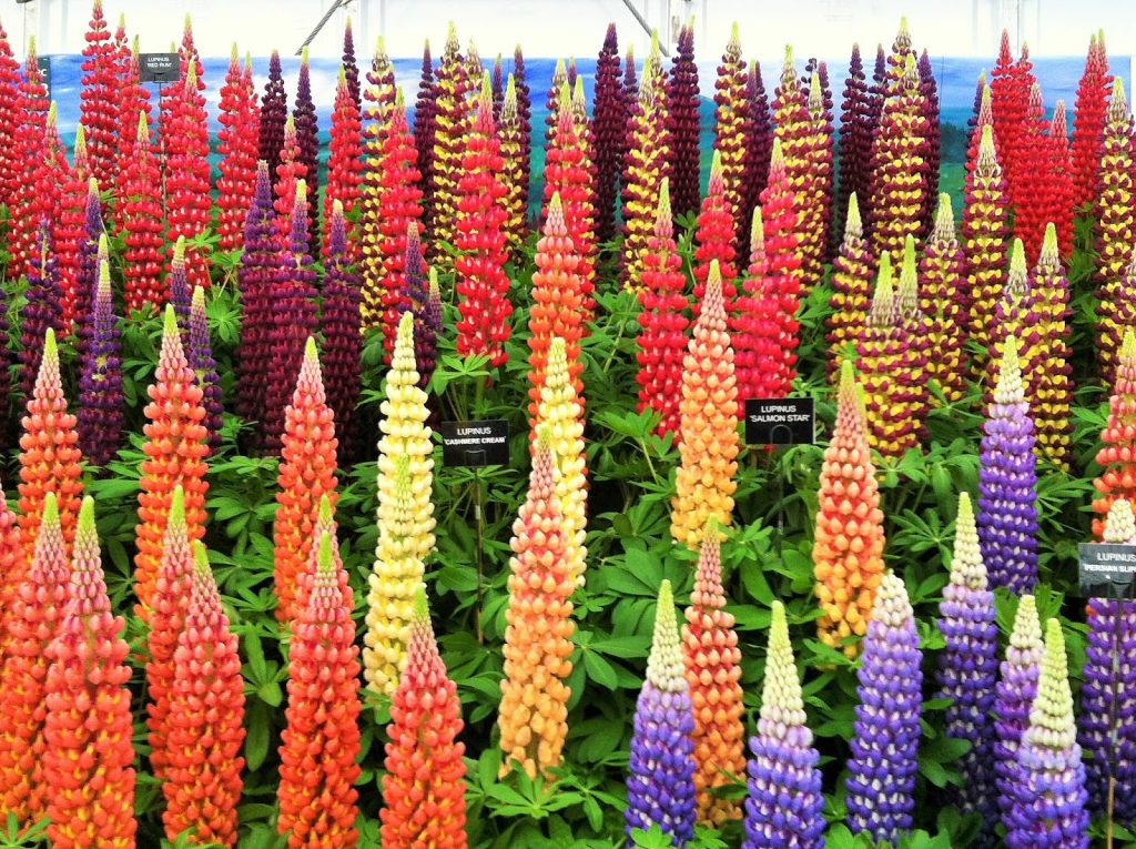 How To Grow & Care For Lupins