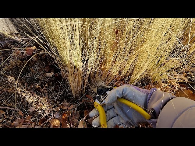 How To Properly Grow and Nurture Mexican Feather Grass