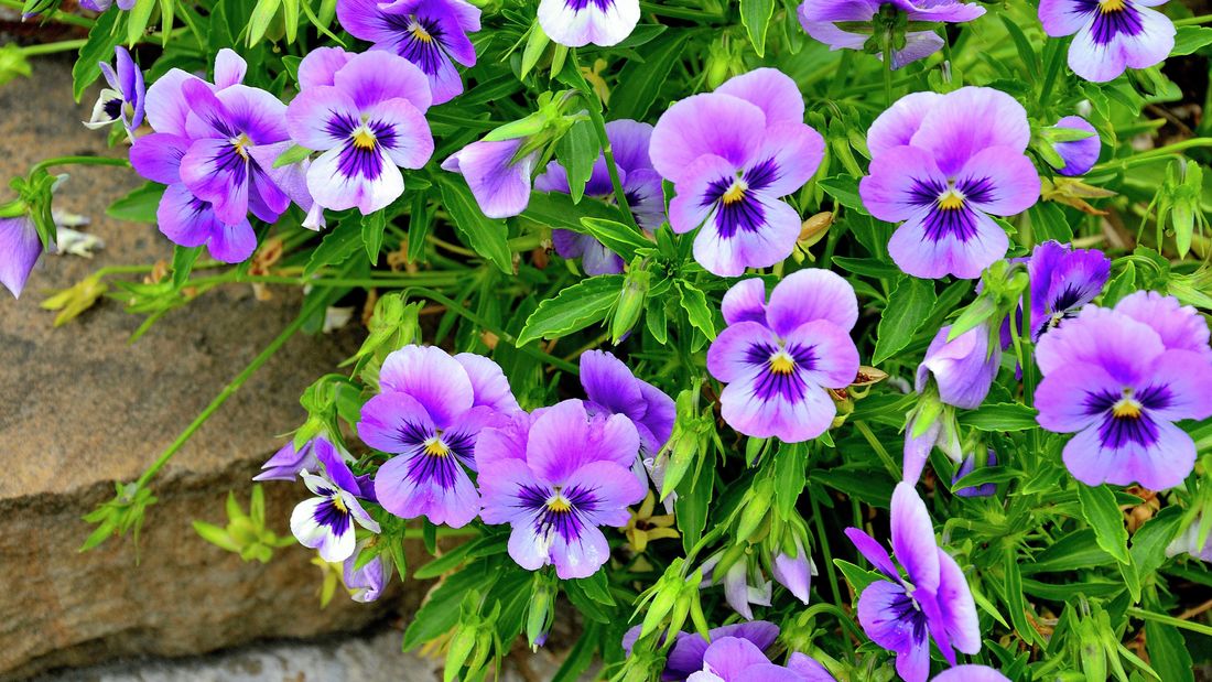 Are Pansies Perennial? A Beginner’s Guide to Pansy Gardening