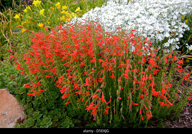 A Guide to Growing and Caring for Penstemon Flowers