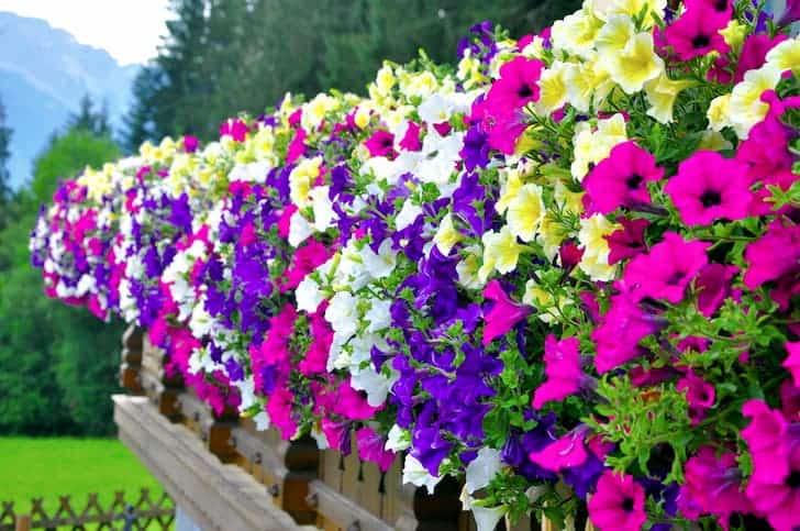 Complete Guide on How to Grow and Care for Your Petunias