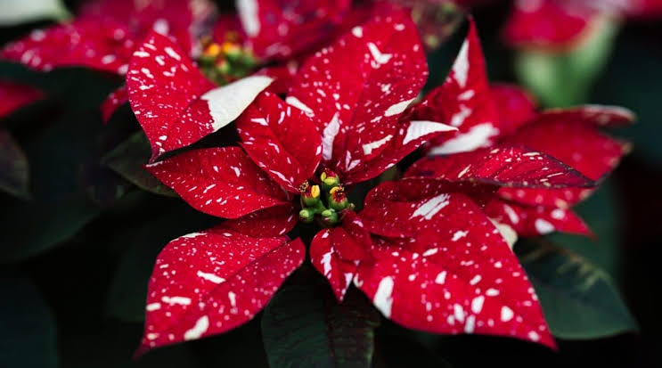 The Ultimate Guide to Growing and Caring for Your Poinsettias