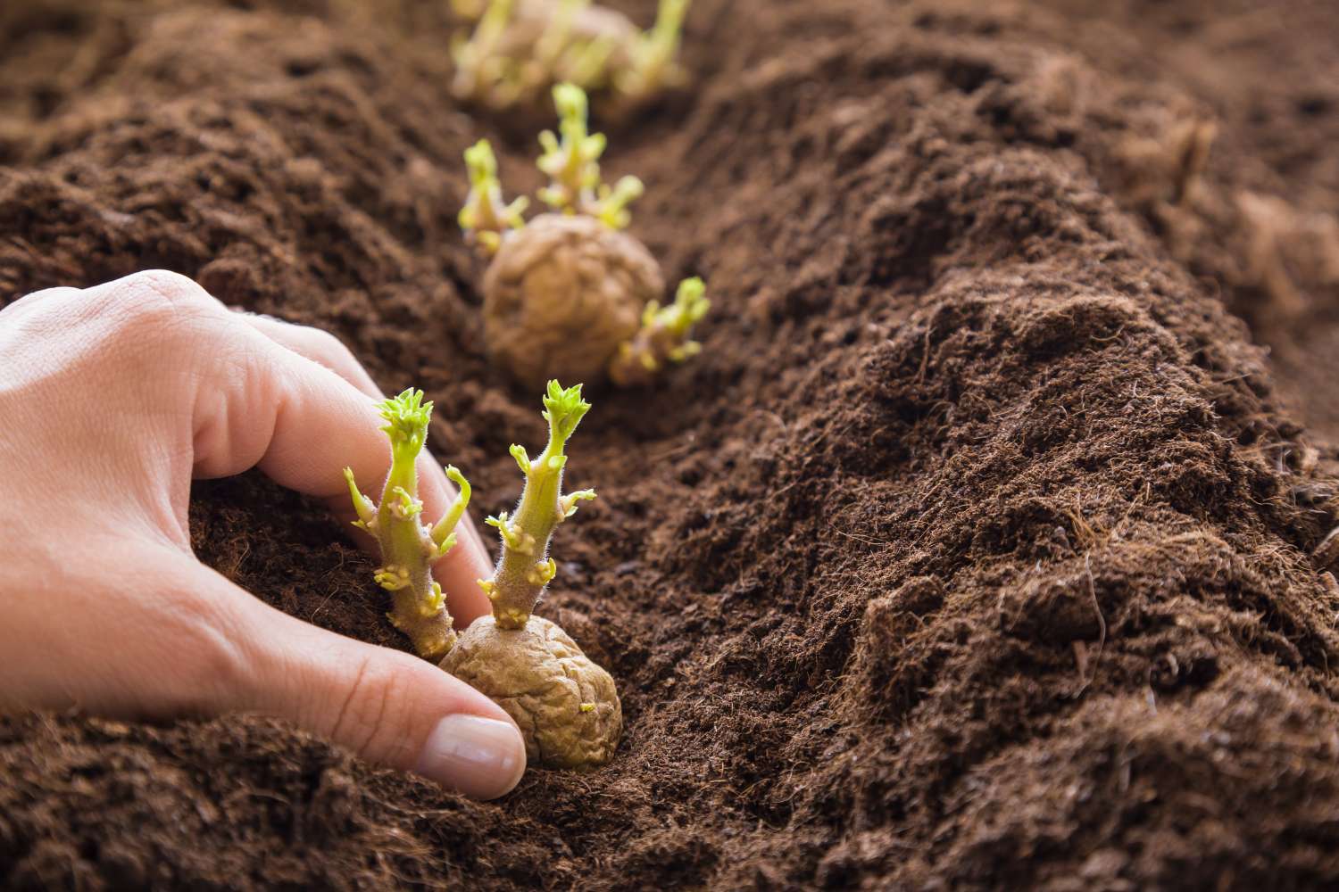 Your Year-Round Guide to Growing and Caring for Potatoes