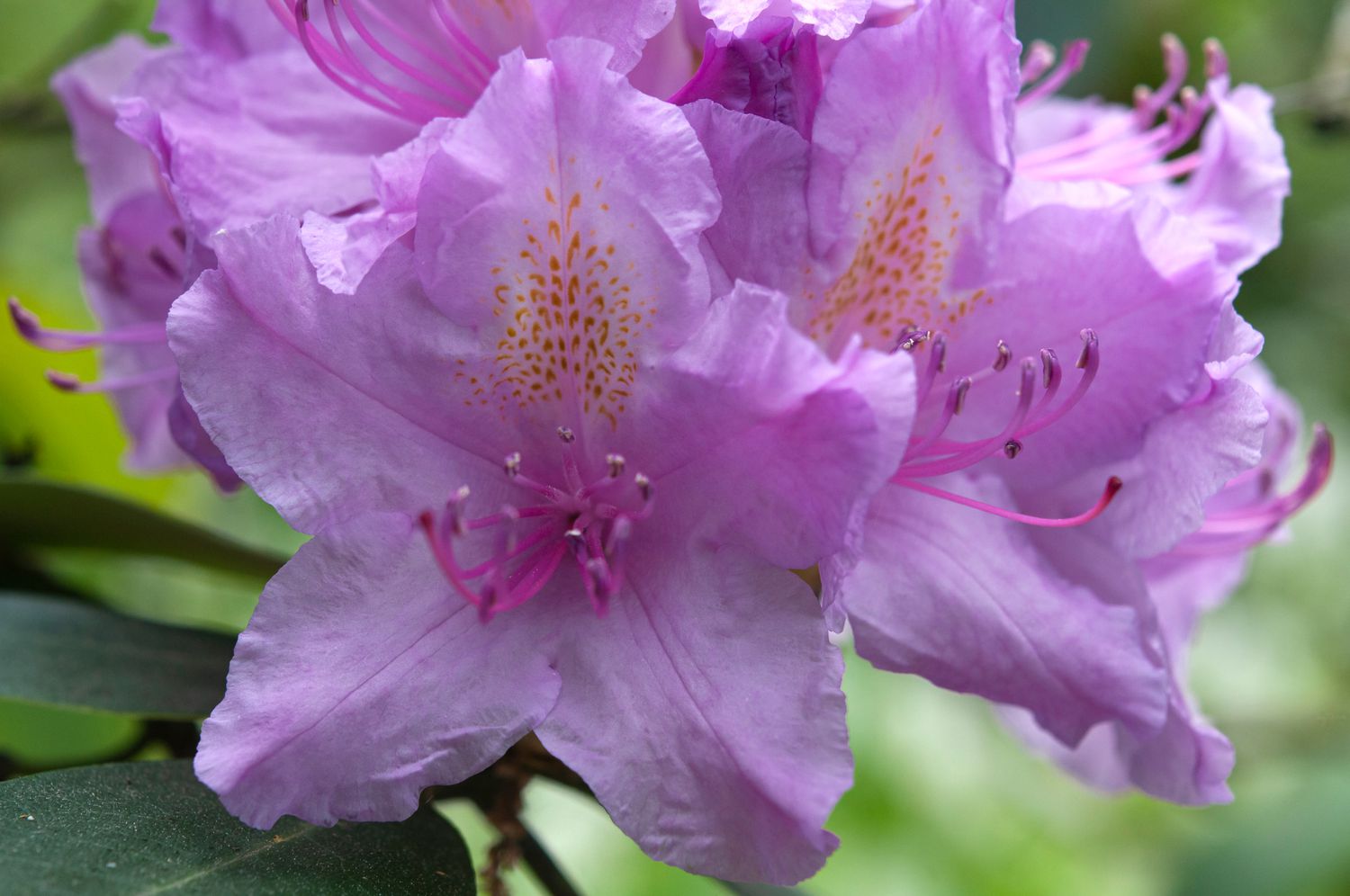 How to Grow Rhododendrons: Tips for Caring and Feeding