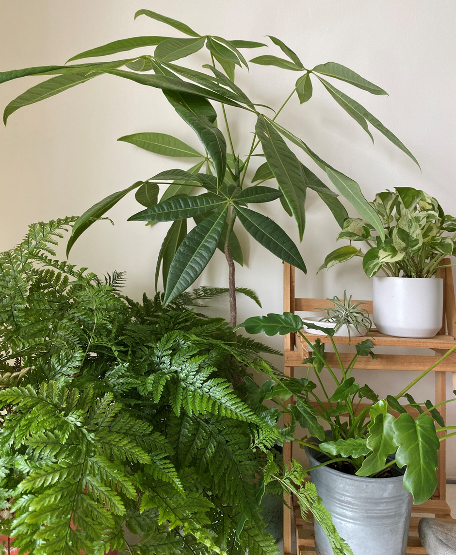 The Ultimate Guide to Caring for Your Schefflera Umbrella Plant