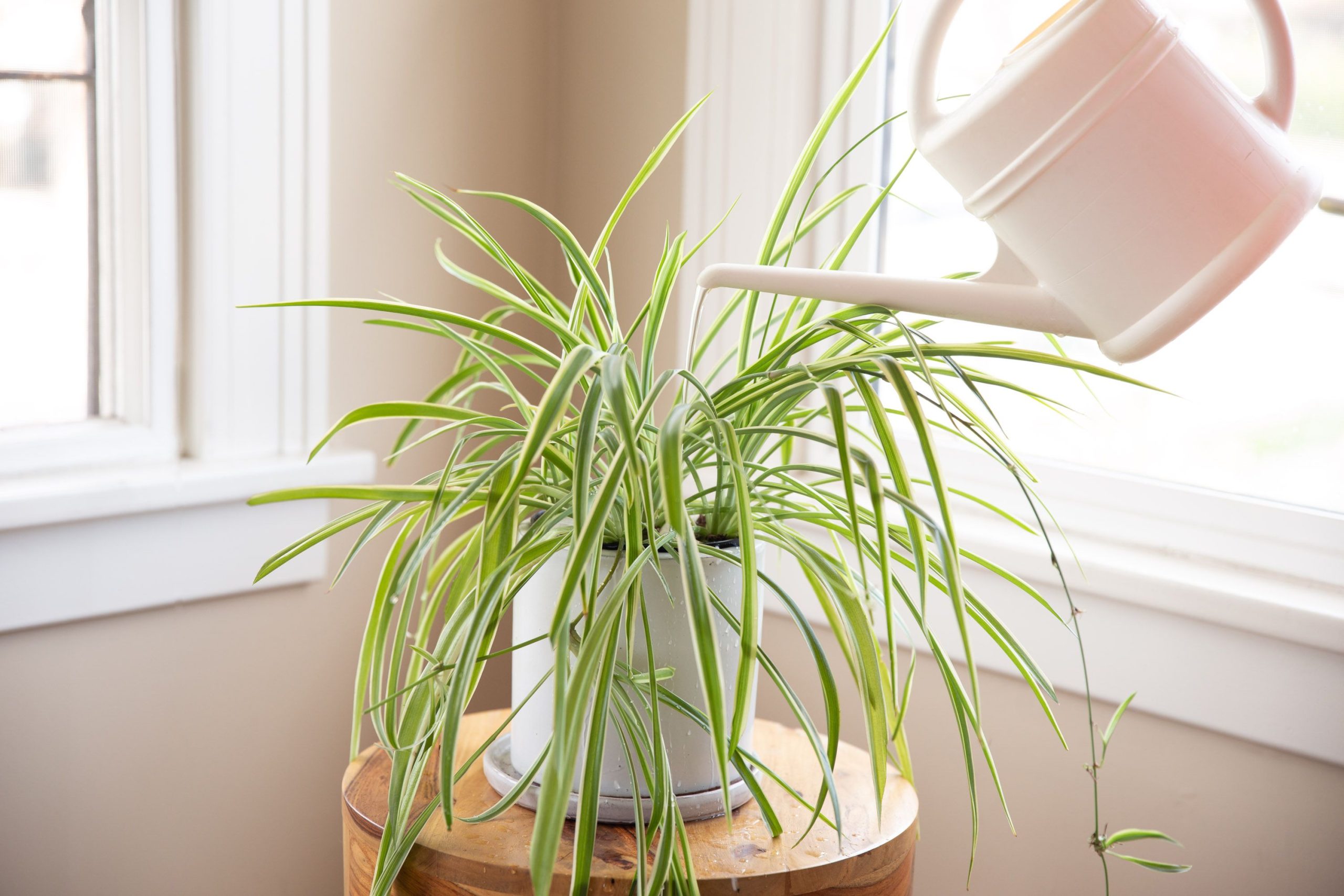 Learn How to Grow and Care for Spider Plant [UK]