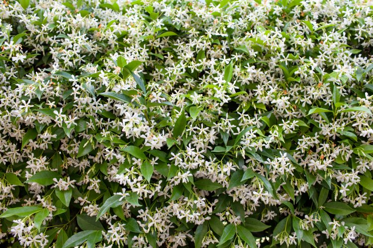 The Ultimate Guide To Growing and Caring For Star Jasmine Plants