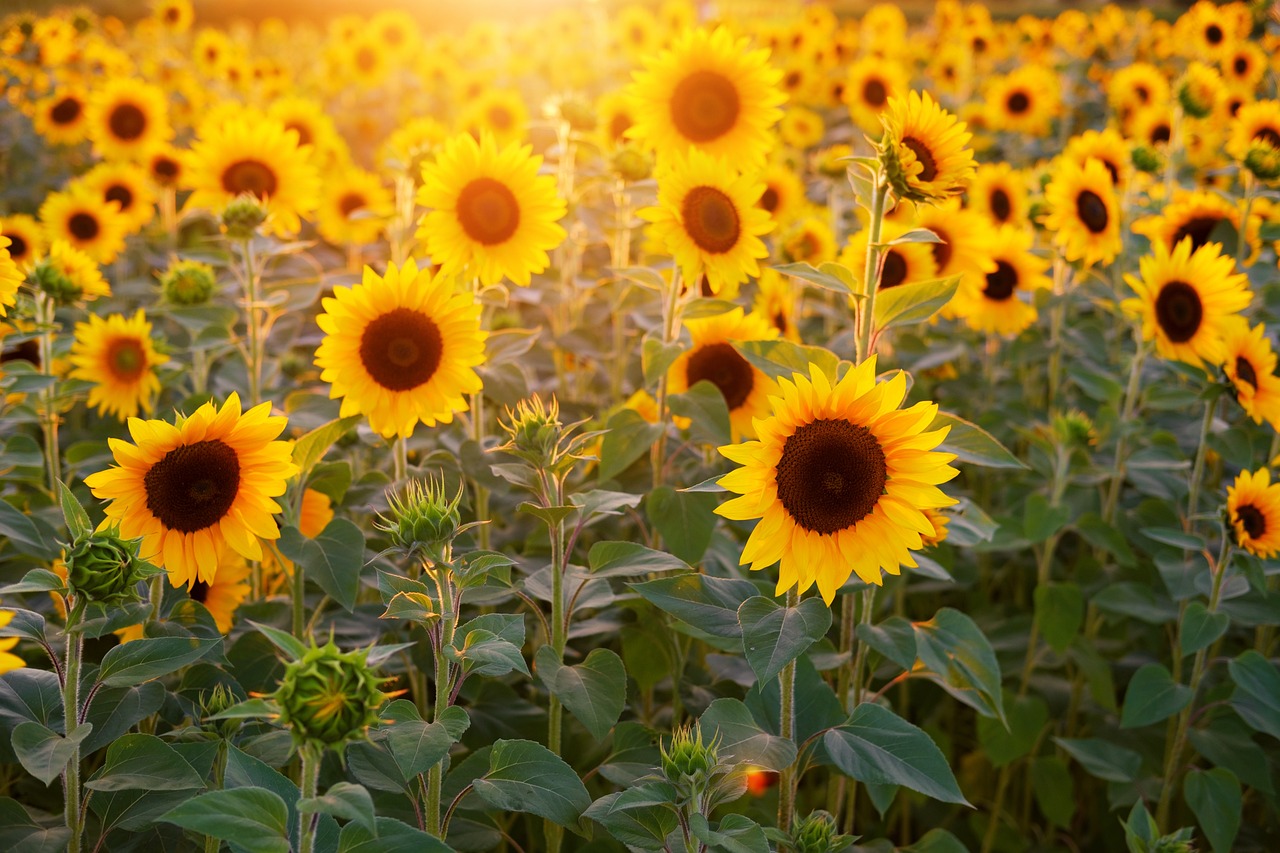 How To Successfully Plant and Maintain Sunflowers in the UK